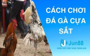 Cách chơi đá gà cựa sắt
