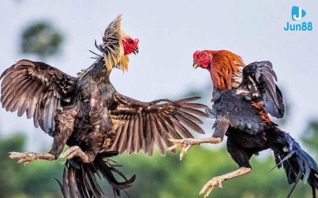 Luật đá gà miền Bắc Các hạng thi đấu trong đá gà