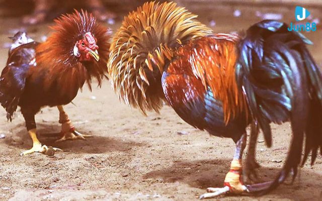 cách chơi đá gà cựa sắt Cách chơi đá gà cựa sắt