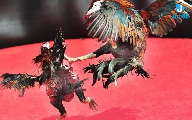 cách chấp tiền gà chọi Chấp bạc gà chọi