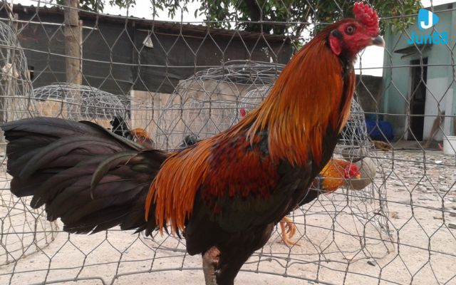 kinh nghiệm chọn chiến kê Chọn chiến kê qua dáng đứng