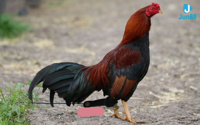 kinh nghiệm chọn chiến kê Chọn gà chọi qua tướng mỏ