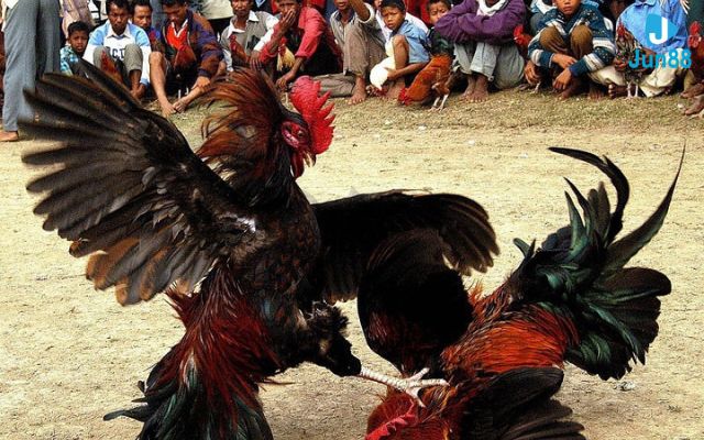 cách chơi đá gà cựa sắt Điểm nổi bật bộ môn đá gà cựa sắt