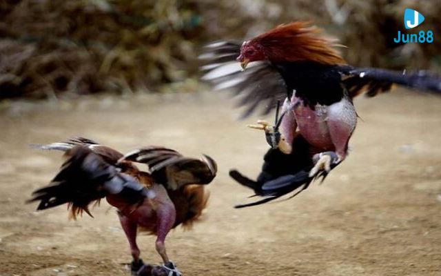 cách chơi đá gà cựa sắt Luật chơi đá gà cựa sắt