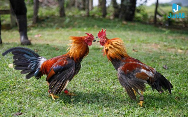 cách chấp tiền gà chọi Luật gà chọi miền Bắc