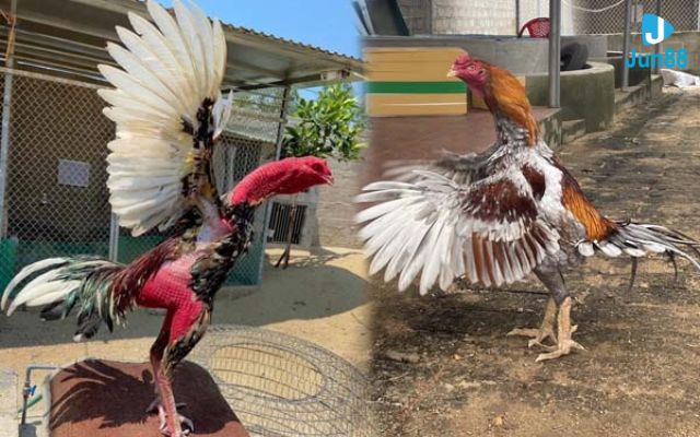 cách chấp tiền gà chọi Những lưu ý khi chấp tiền gà chọi