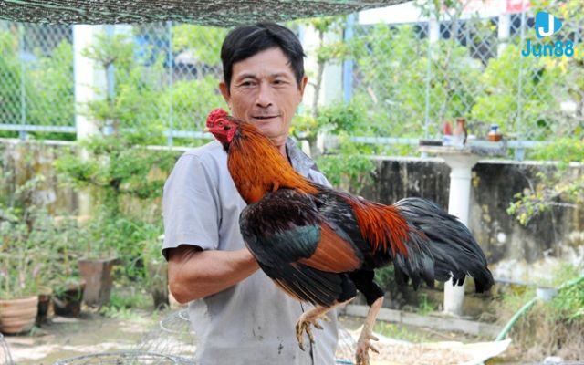 kinh nghiệm chọn chiến kê Vì sao cần chọn chiến kê chất lượng