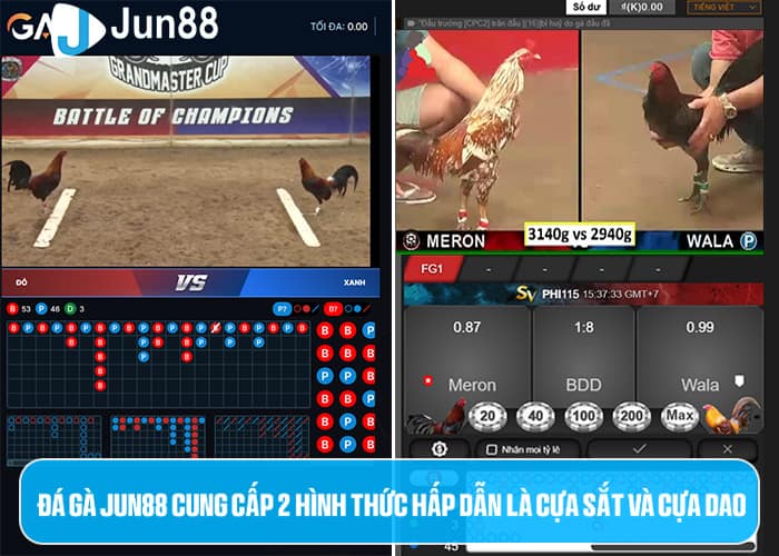 Đá Gà Jun88 cung cấp 2 hình thức hấp dẫn Đá Gà Jun88 cung cấp 2 hình thức hấp dẫn